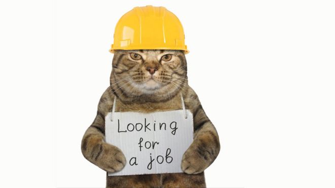 Кошка с табличкой ищет работу