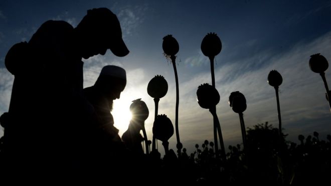 Afghan farmers harvest opium sap from their poppy fields in the Surkh Rod district of Nangarhar province, 21 April 2017