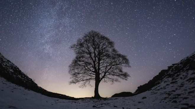 Чувено дрво Робина Худа намерно посечено у Великој Британији
