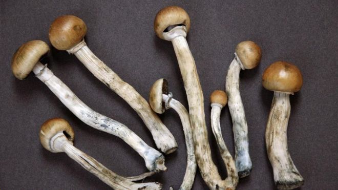 稱為迷幻蘑菇的裸蓋菇素被美國藥物食品管理局認定為「突破性藥物」，因此可對其療效作醫學臨牀研究。