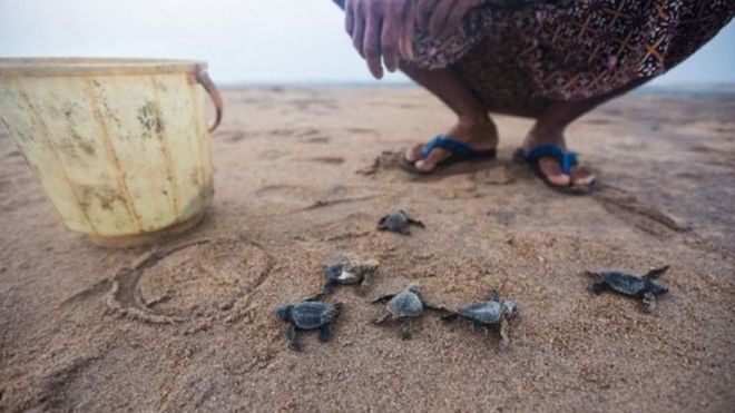 سلاحف صغيرة