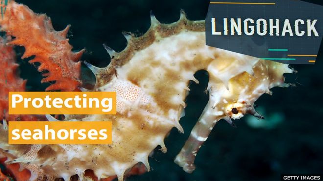Aprenda inglês sobre novo sistema de ancoradouro 'verde' criado em costa inglesa para conter destruição de habitat da espécie.