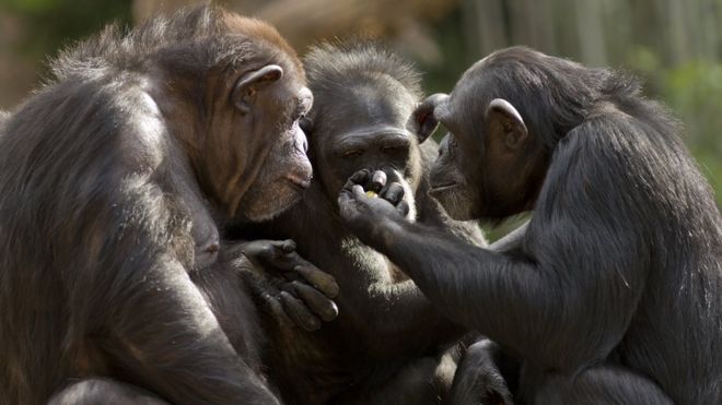 Três chimpanzés sentados em grupo