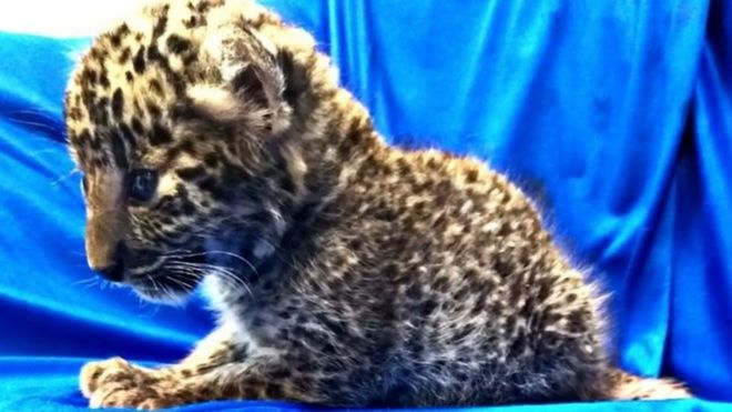 பயணியின் பையில் சிறுத்தை குட்டி - அதிர்ந்த அதிகாரிகள்