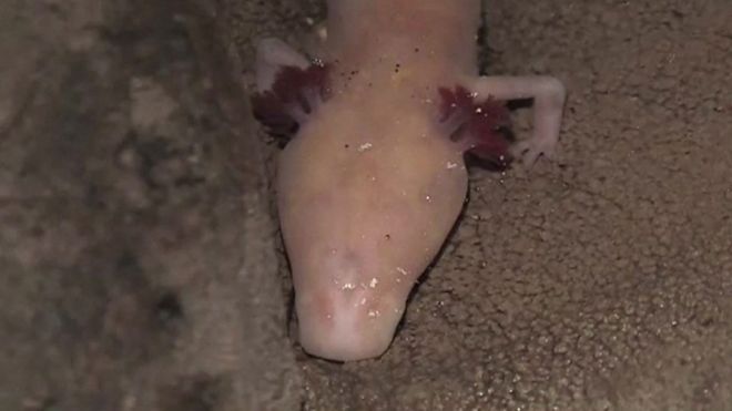 Criatura subterránea que habita en Croacia