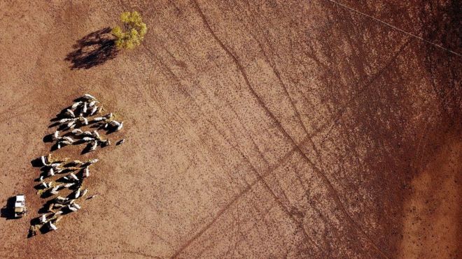 Фермер Мэй МакКаун кормит своего оставшегося крупного рогатого скота на ее пострадавшей от засухи собственности, расположенной на окраине города Уолджетт