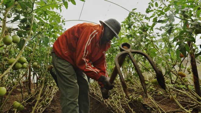 Image result for farmers in Kenya