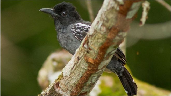 Эта птица является одним из многих видов, обитающих только в бассейне Амазонки