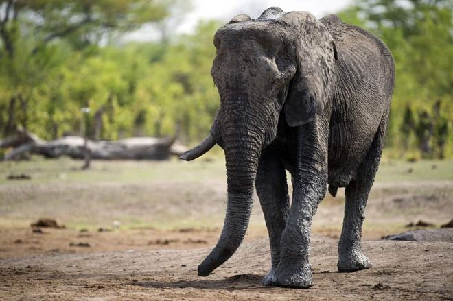 Ndovu amuua mwelekezi wa safari Zimbabwe