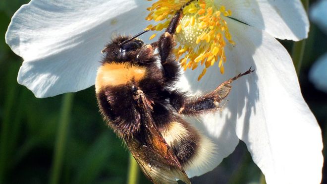 Bee collecting pollen near Moscow, file pic