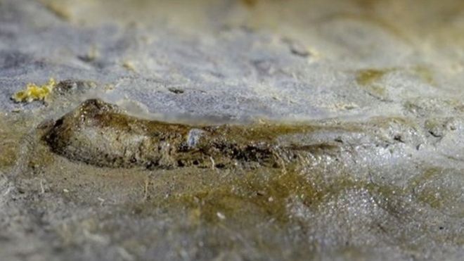 Ojo de un fósil de trilobita Foto: Gennadi Baranov, Universidad Tecnológica de Tallin