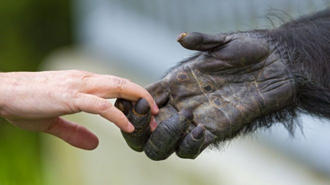 Una mano humana toca la mano de un mono.