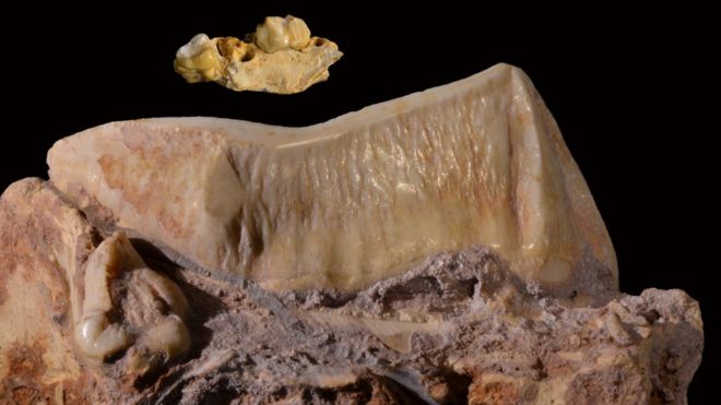 Относительно крошечный зубной ряд Microleo acceboroughi (вверху) по сравнению с зубным рядом его родственника плейстоцена, Thylacoleo carnifex размером со льва
