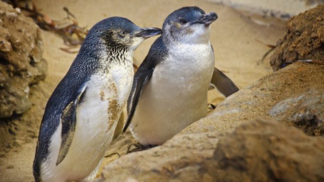 Маленькие пингвины в морском парке на западе Австралии