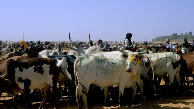 Fulani semi-nomadic herders in Diafarabe, Mali