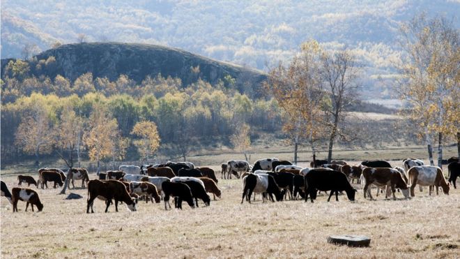 крупный рогатый скот во Внутренней Монголии