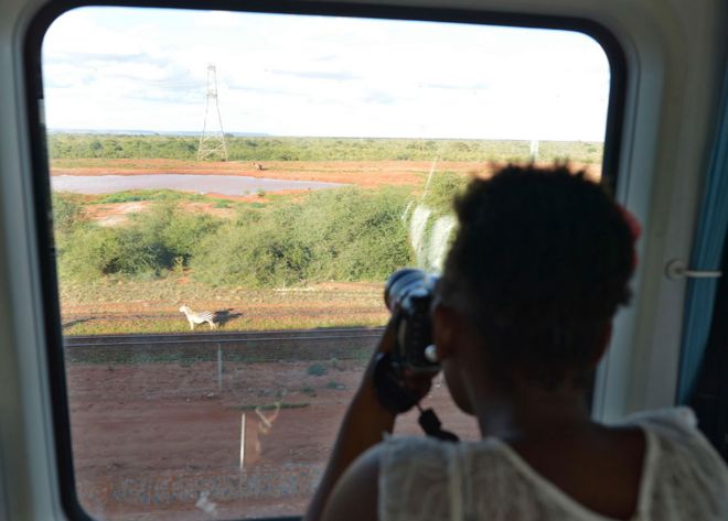 Женщина фотографирует зебру с поезда