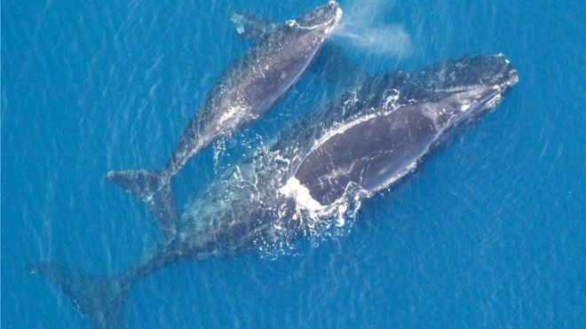 Североатлантический правый кит (Eubalaena glacialis) и теленок