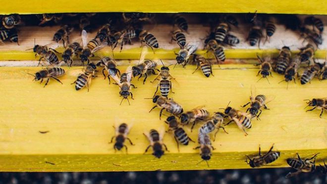 تناقص أعداد النحل يهدد إمدادات الغذاء العالمية _111161613_f5feb0c9-e252-417e-99ef-a1246ef8a066