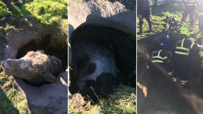 Stuck Cow Rescued From Norwood Green Farm Sinkhole Bbc News