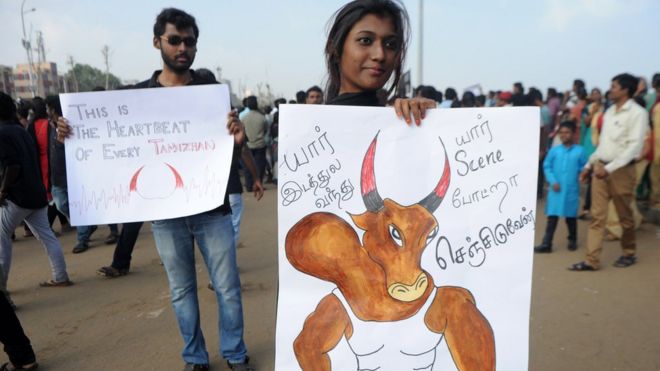 ஜல்லிக்கட்டு