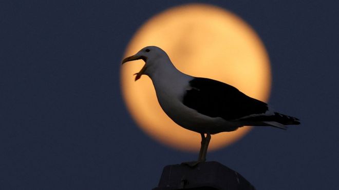 Superluna azul en Sudáfrica