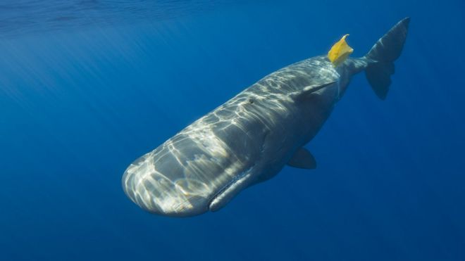 Imagem mostra baleia no oceano