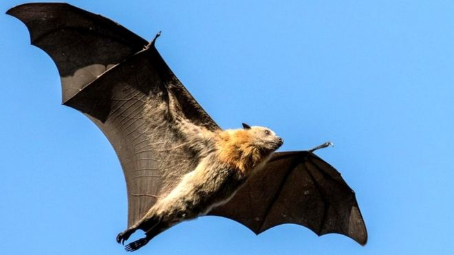 هل ظلم فيروس كورونا الخفافيش؟