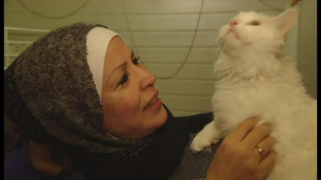 猫の「難民」　家族と再会