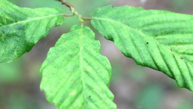 Лист, отображающий симптомы болезни листьев бука (Изображение: C.Mathias)