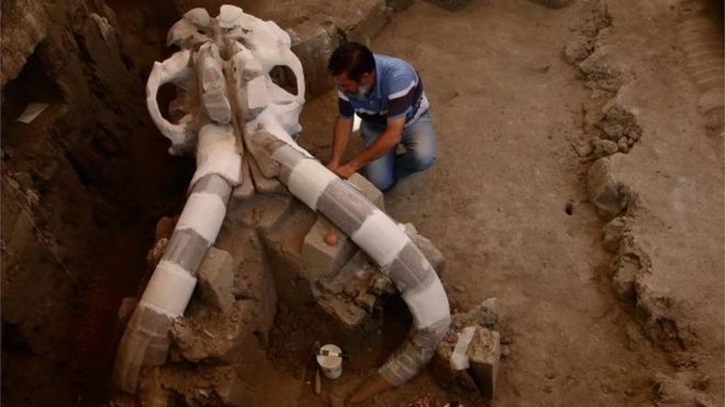 Мексиканский археолог Луис Кордоба работает над частями скелета мамонта, обнаруженного в декабре 2015 года в Тултепеке, Мексика