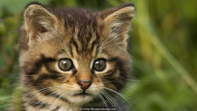 Omar, kemungkinan kucing terpanjang di dunia - BBC News Indonesia