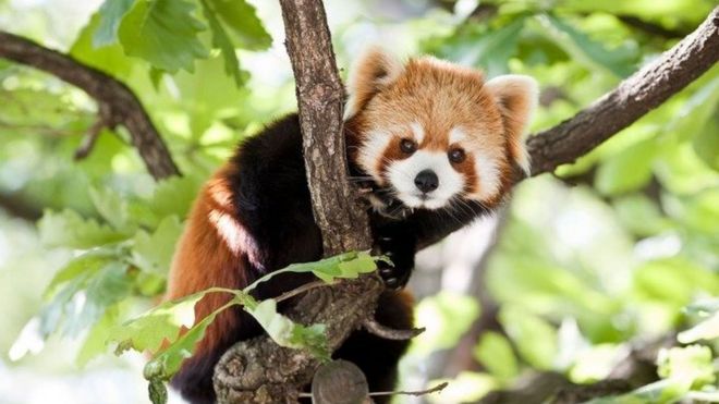 red panda
