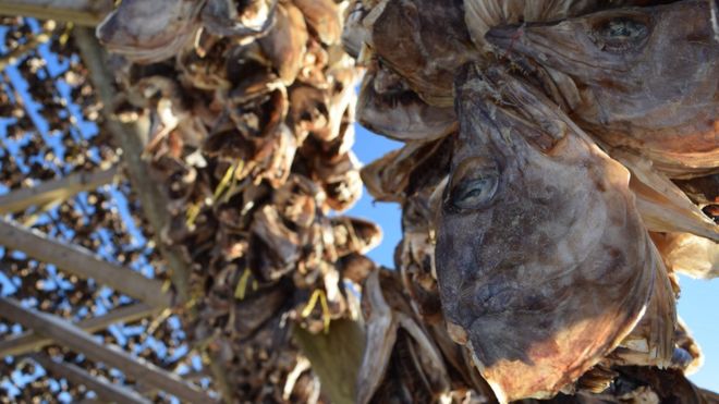 Stockfish heads in close-up on the drying racks