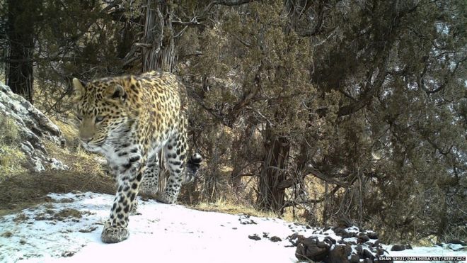 Обычный леопард в дикой природе, посягающий на среду обитания исчезающего снежного барса