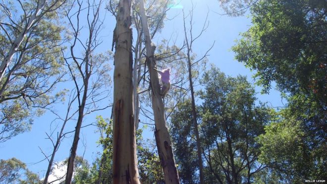 Коала взбирается на дерево в Голубых горах, Новый Южный Уэльс, Австралия