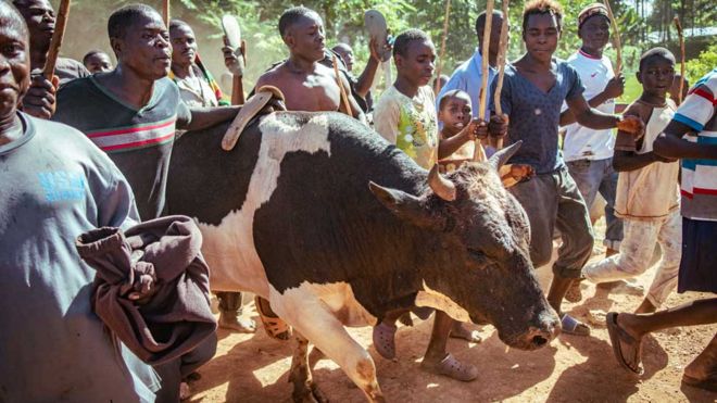 Люди гуляют с победным быком Мизанго в западной Кении