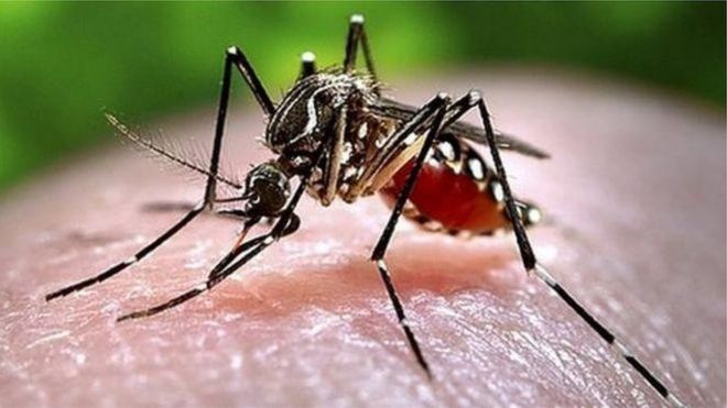 Muỗi lây truyền sốt xuất huyết