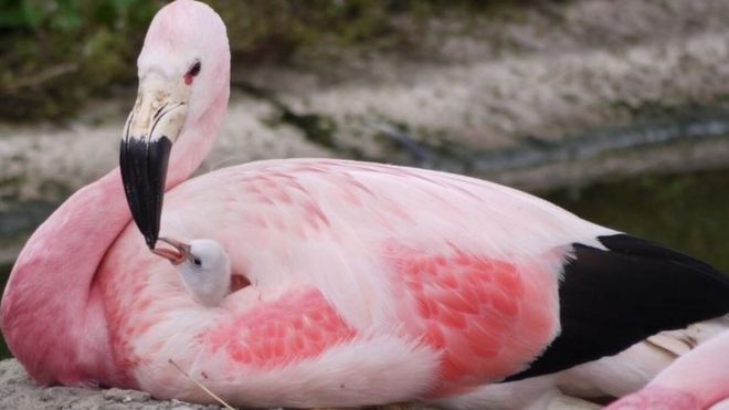 An Andean flamingo with her Chilean flamingo chick, photo Slimbridge Wetlands Centre