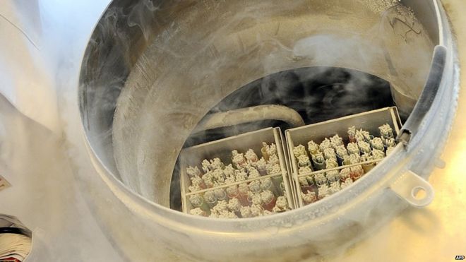 Файл фотографии: 6 апреля 2011 года в Амстердаме техник открывает сосуд с замороженными яйцеклетками женщин.
