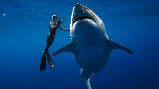 Mergulhadora aproxima a mão do tubarão-branco