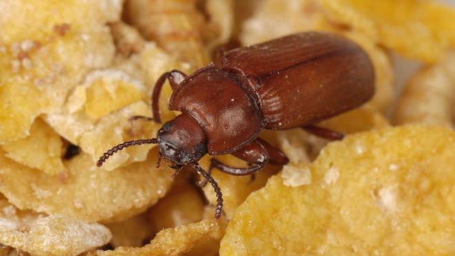 Escarabajo gusano de la harina, Tenebrio molitor