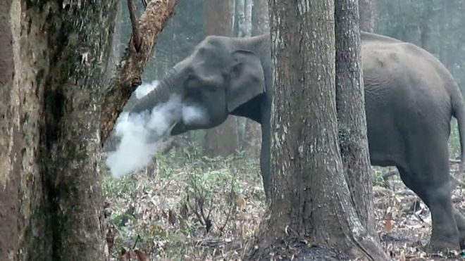 The elephant is seen blowing out ash in a forest in southern India