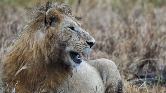 elephant , lions