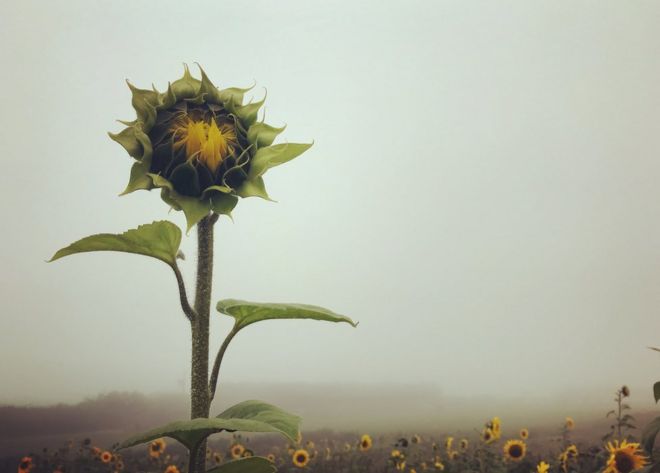 A sunflower struggling to bloom
