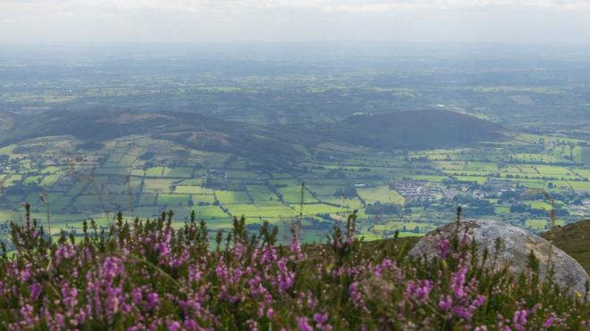 Вид сверху Слив Гуллион (графство Арма), вид на цветущий вереск и внизу ирландский сельский пейзаж, простирающийся от графства Арма (Северная Ирландия, Великобритания) до графства Лут (Ирландия).