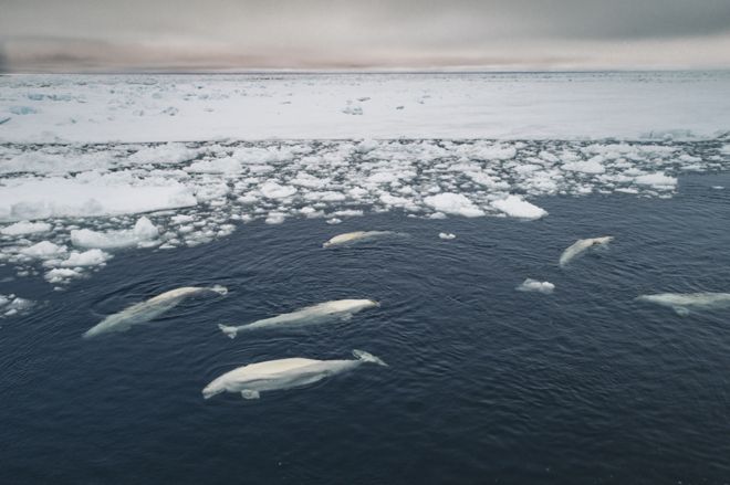 Белухи попали в ловушку морского льда, так как переменчивые ветры создают нестабильные условия.