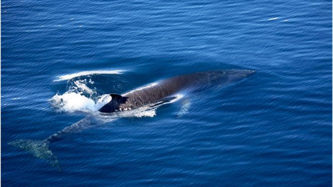南極海のミンククジラ