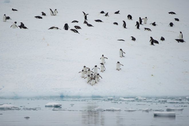 Группа пингвинов на льду