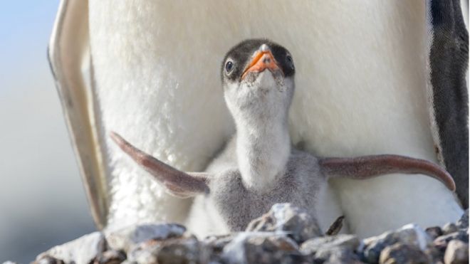 Пингвин Gentoo